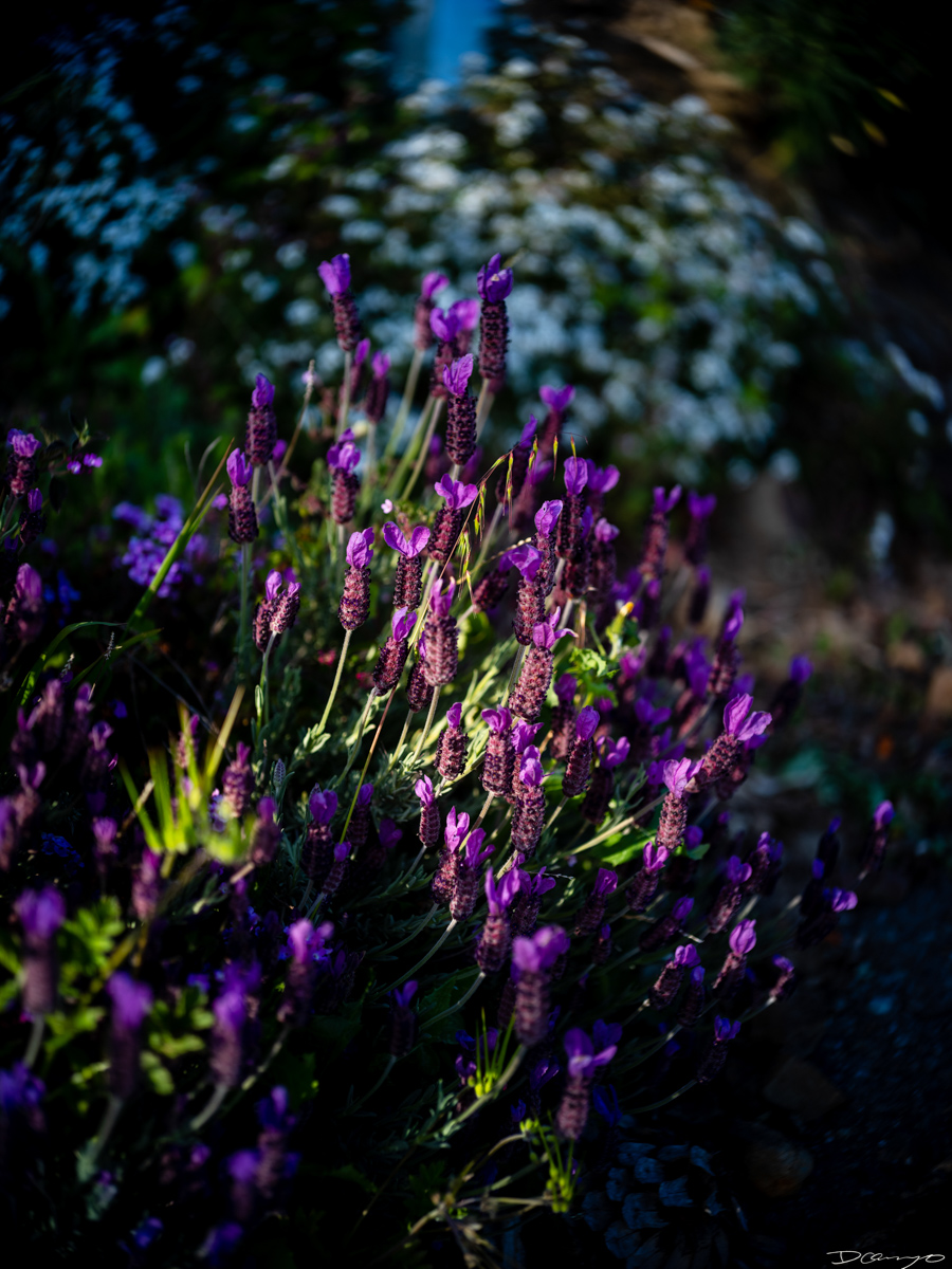 Pretty things that I wanted to take pictures of around Berkeley in 2023.